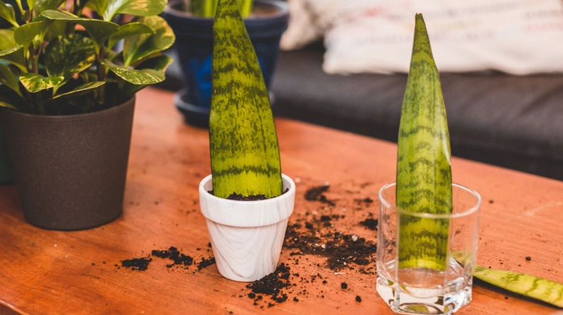 snake plant propagation