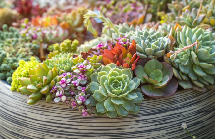 growing succulents indoors growing succulents indoors