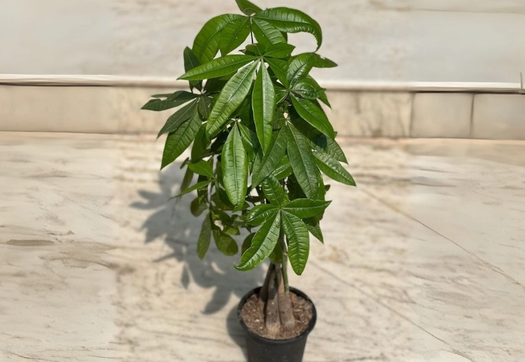 money tree care money tree care