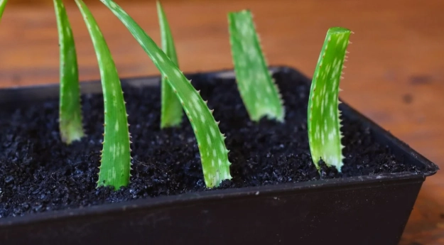 propagate aloe vera propagate aloe vera