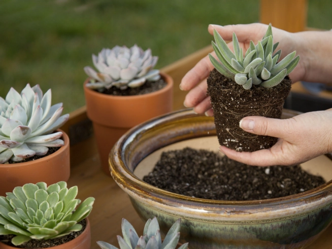 repotting succulents for beginners repotting succulents for beginners