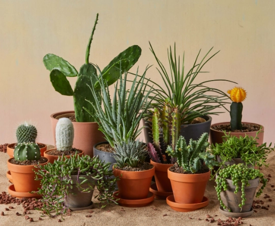how to care for succulents indoors how to care for succulents indoors