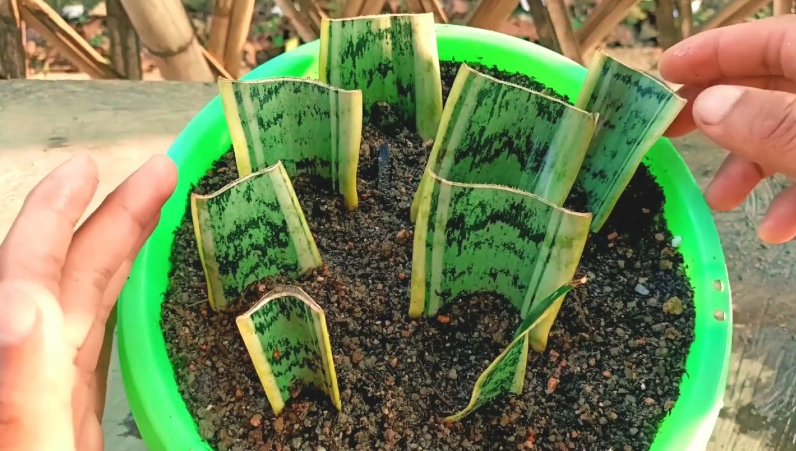 propagate snake plant