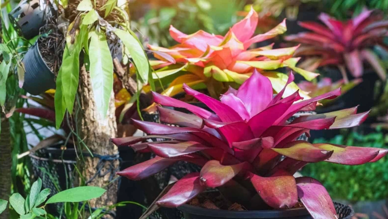 growing bromeliads indoors