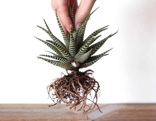 repotting succulents for beginners repotting succulents for beginners