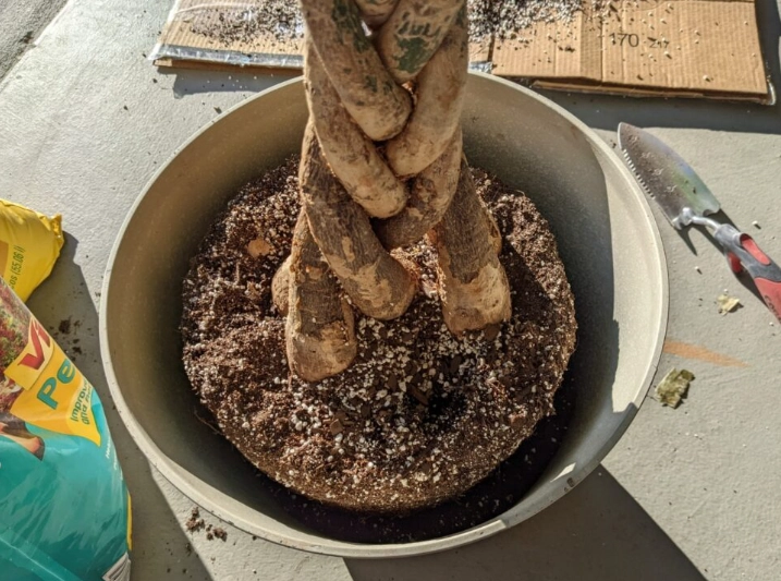 money tree care money tree care