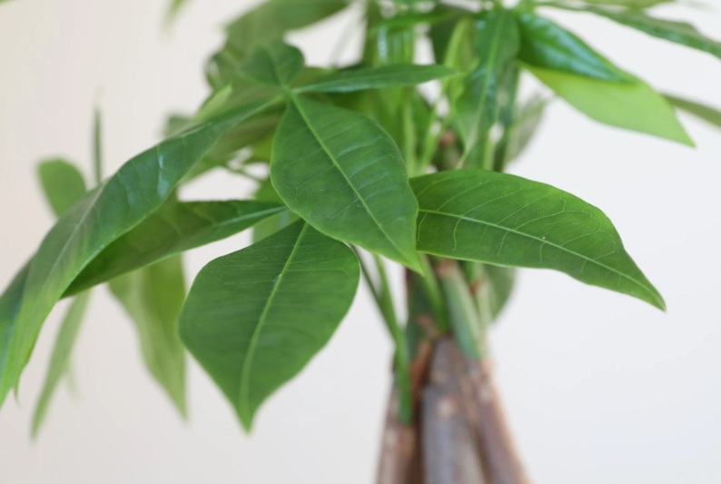 how to repot money tree how to repot money tree