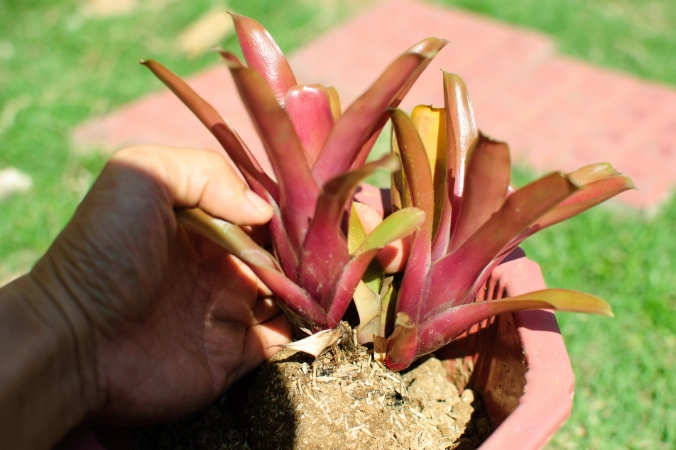 how to care for a bromeliad