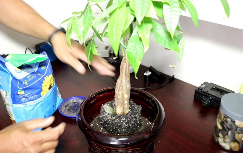 how to repot money tree how to repot money tree