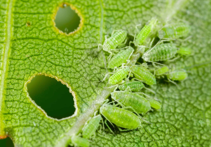 aphid control natural methods