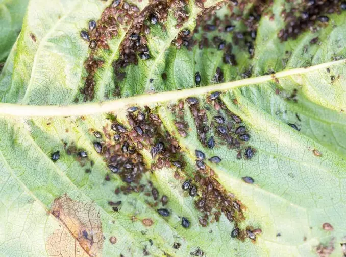 aphid treatment safe for plants