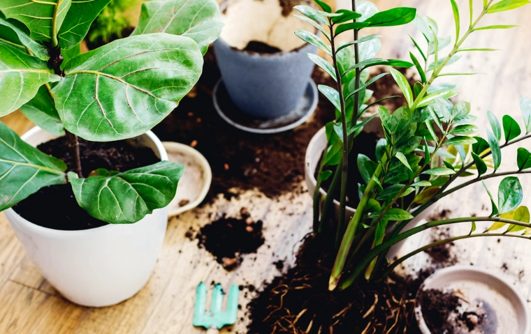 best soil for houseplants