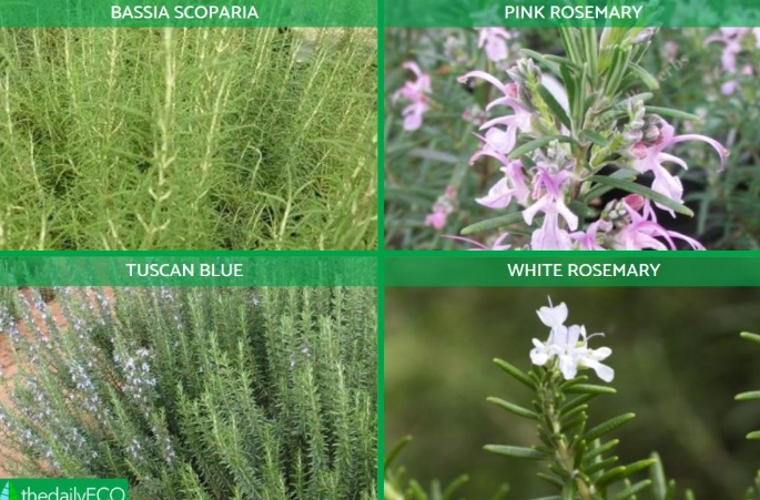 types of rosemary