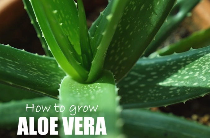 aloe vera plant care