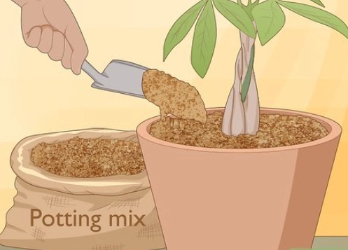 money tree potting soil