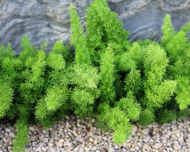 asparagus densiflorus 'Meyersii' asparagus densiflorus 'Meyersii'