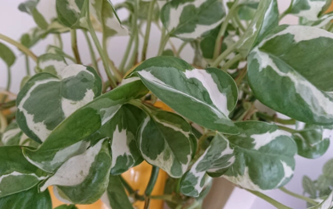 pothos n joy vs marble queen