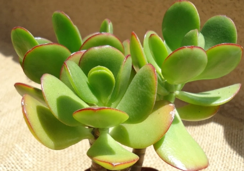 crassula ovata crassula ovata