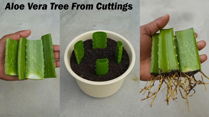 growing aloe vera