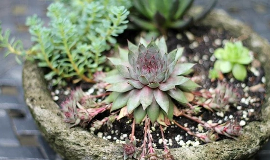sempervivum varieties