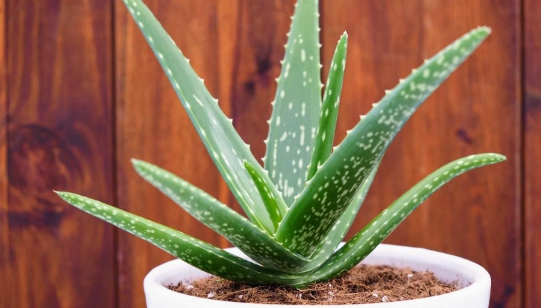 how to care for aloe vera