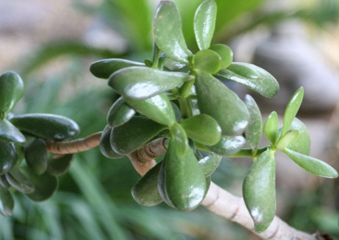jade succulent benefits jade succulent benefits