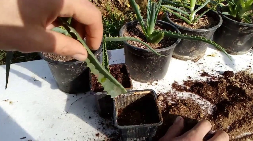 planting aloe vera