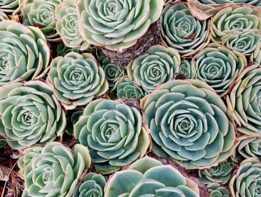 propagate hen and chicks