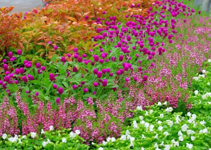 heat tolerant annuals