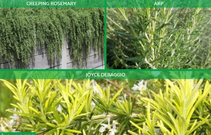 types of rosemary