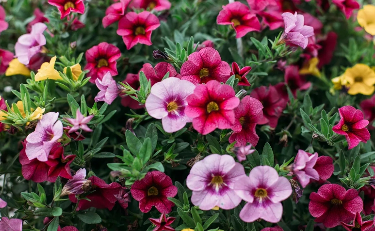 annual flowers for sun