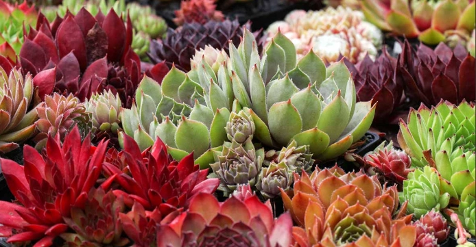 how to grow sempervivum