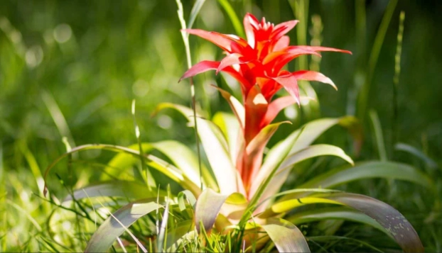 guzmania care