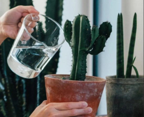cactus watering