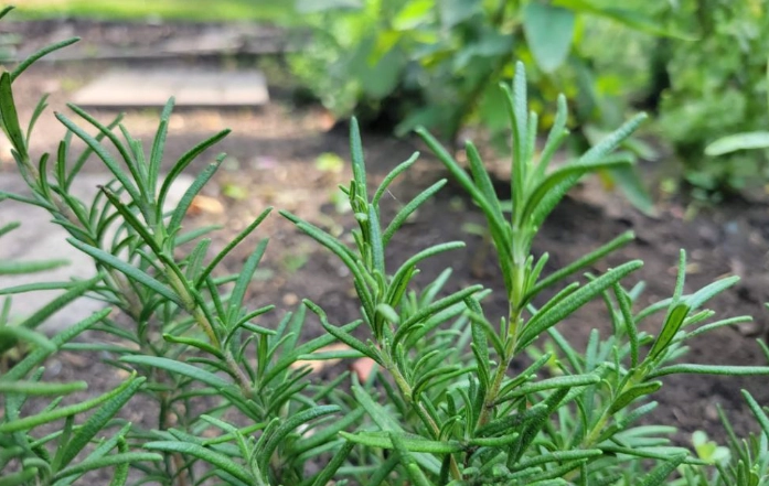 rosemary varieties