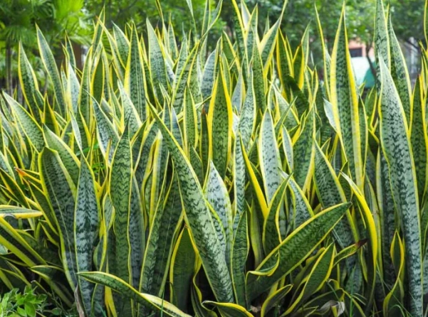 snake plant propagation