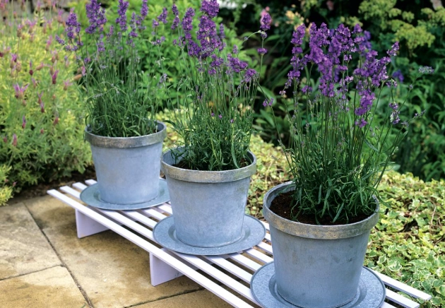 how to care for potted lavender how to care for potted lavender