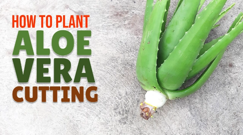 planting aloe vera