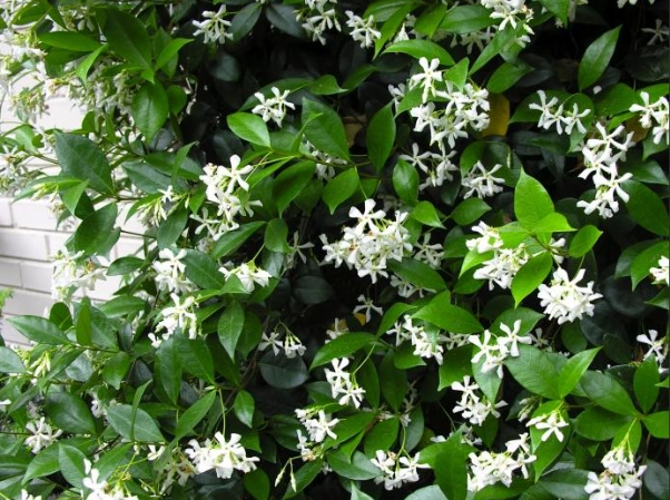star jasmine care