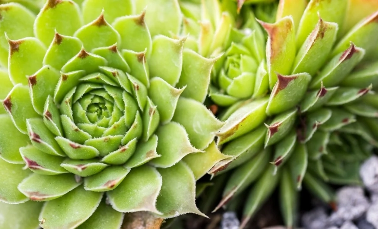 sempervivum varieties