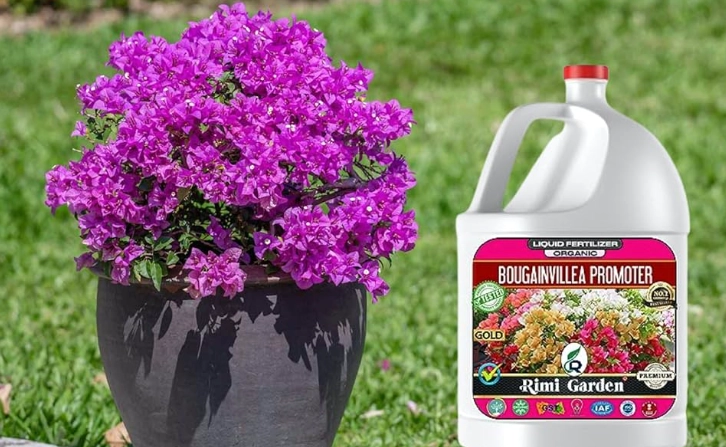 bougainvillea fertilizer