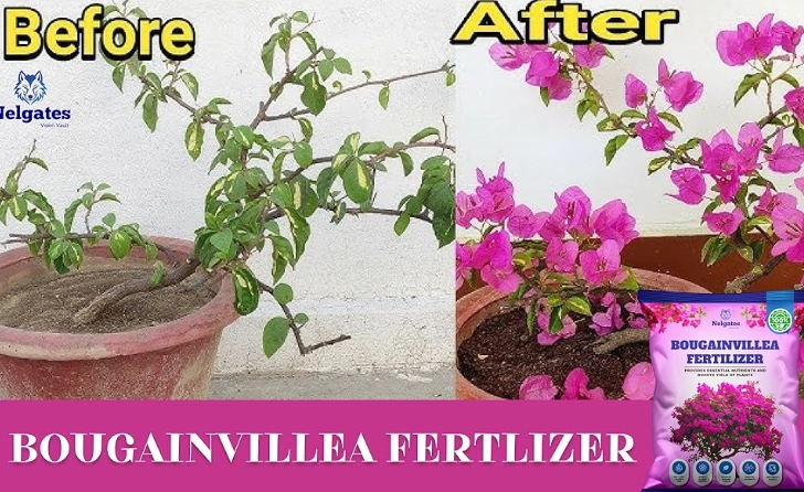 best fertilizer for bougainvillea