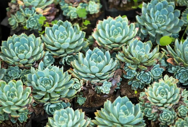 hens and chicks succulent