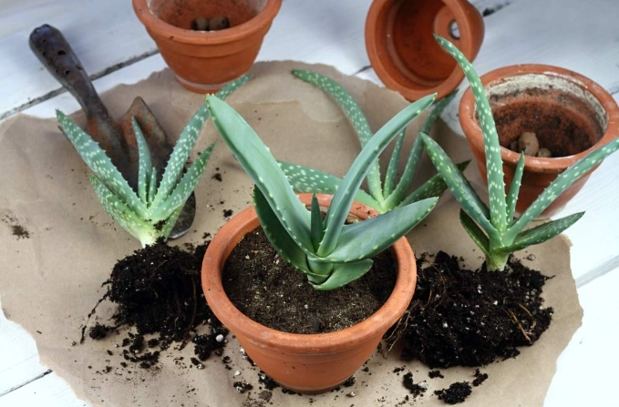 growing aloe vera