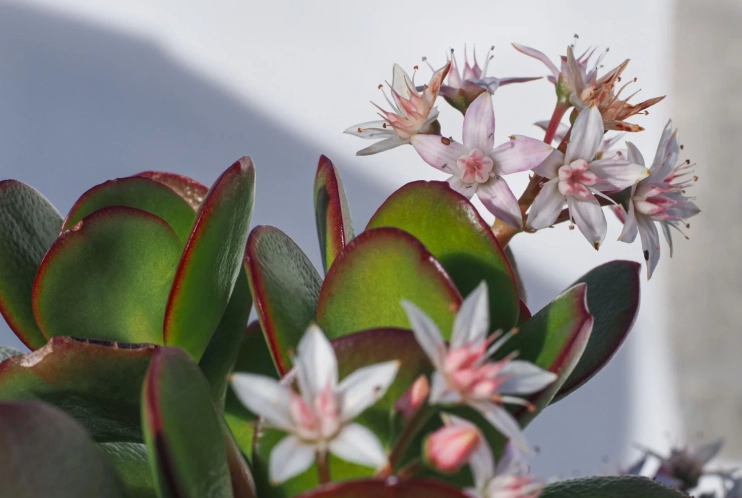 jade succulent benefits jade succulent benefits