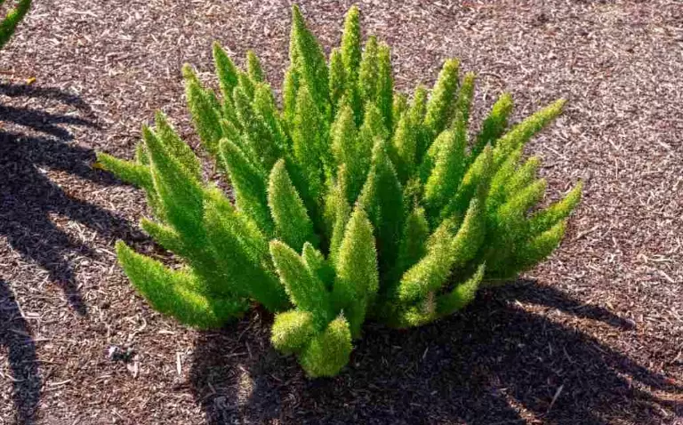 foxtail fern care foxtail fern care