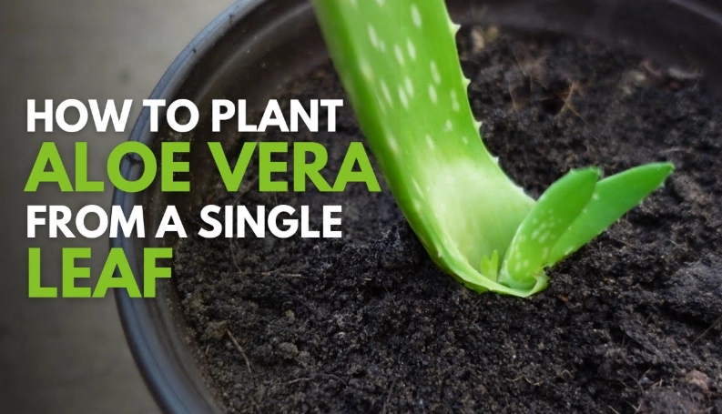 growing aloe vera