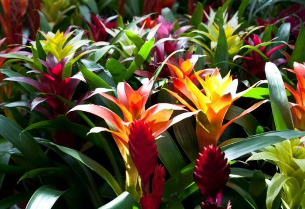 bromeliad plant