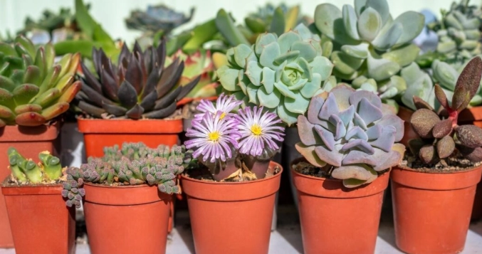 popular succulent types