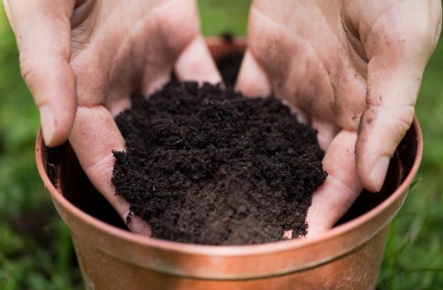 potting soil for indoor plants